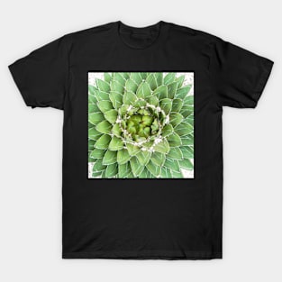 Plant print, Cactus print, Succulent, Scandinavian print, Trendy print, Styled, Pillow, Modern art, Wall art, Print, Minimalistic, Modern T-Shirt